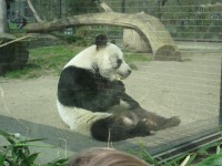 Child-friendly attractions in Berlin